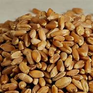 Wheat