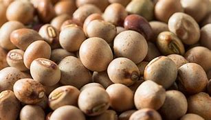 Pigeon Peas